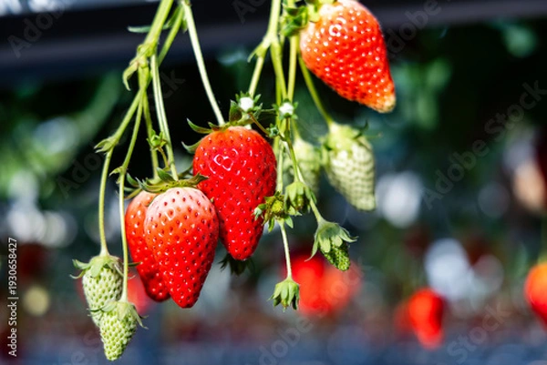 Obraz 収穫を待つ苺