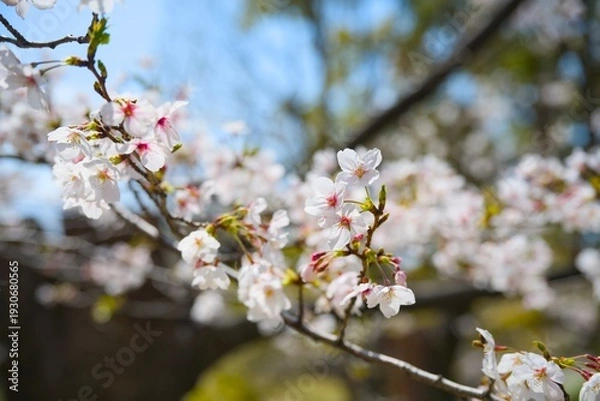 Obraz 夙川の桜