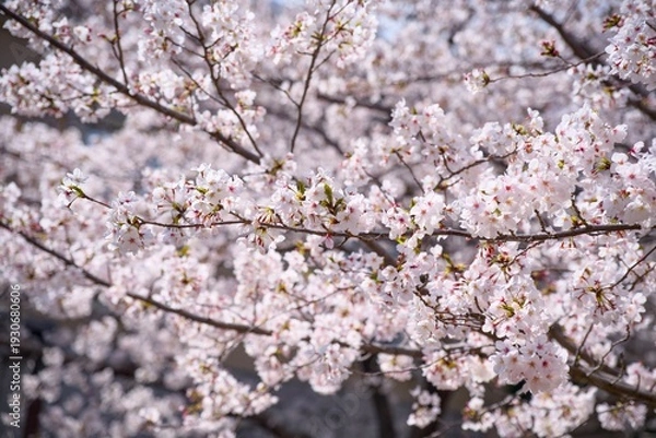 Obraz 夙川の桜