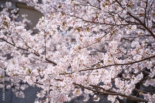 Obraz 夙川の桜
