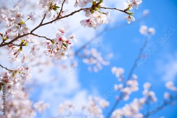 Obraz 夙川の桜
