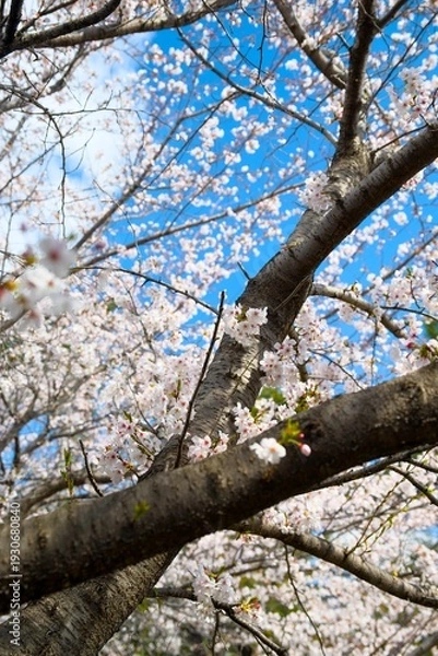 Obraz 夙川の桜