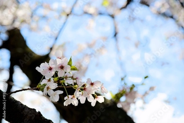 Obraz 夙川の桜