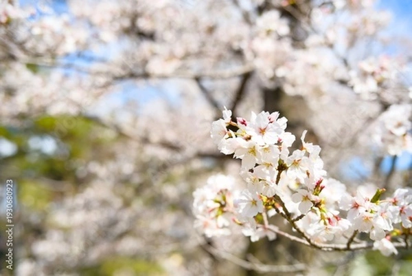 Obraz 夙川の桜