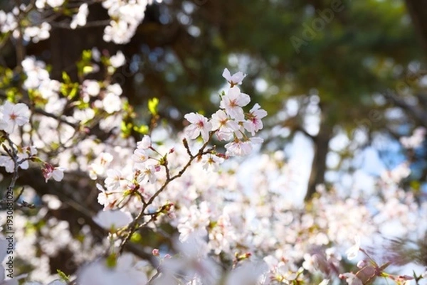 Obraz 夙川の桜