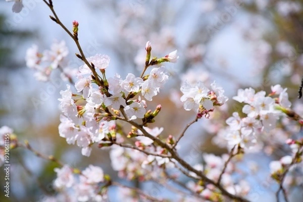 Obraz 夙川の桜