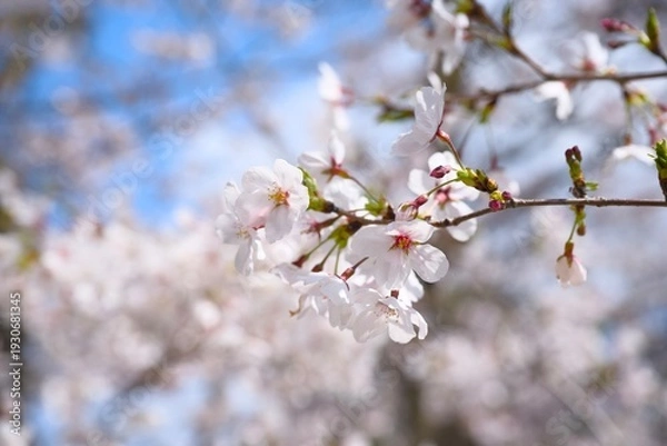 Obraz 夙川の桜