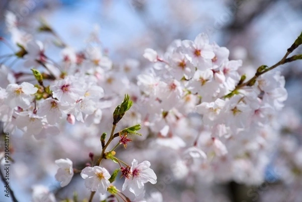 Obraz 夙川の桜