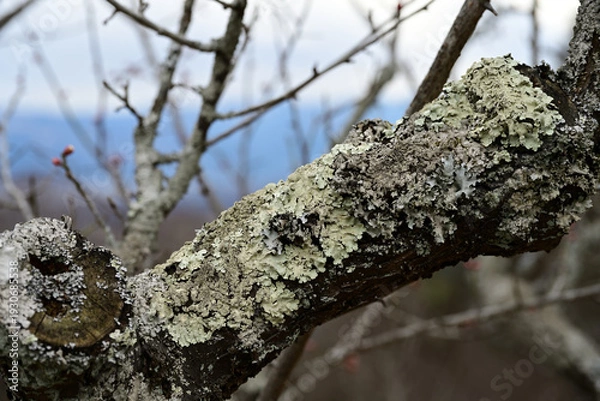 Obraz 梅の木の幹に付着した地衣類