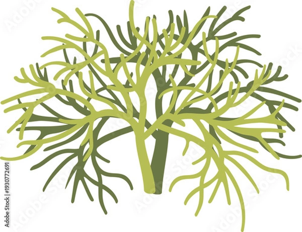 Fototapeta 김장속 재료 해조류인 청각