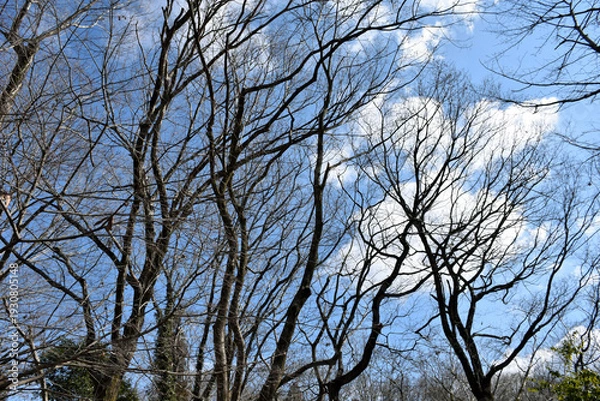 Obraz 葉が落ちた冬の木々、美しい樹形のシルエット