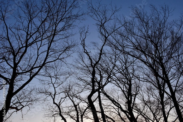 Obraz 葉が落ちた冬の木々、美しい樹形のシルエット