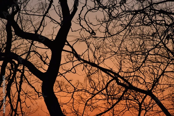 Obraz 葉が落ちた冬の木々、美しい樹形のシルエット