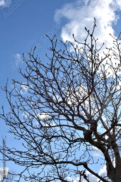 Obraz 葉が落ちた冬の木々、美しい樹形のシルエット