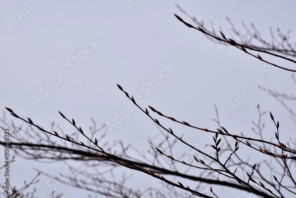 Obraz 葉が落ちた冬の木々、美しい樹形のシルエット