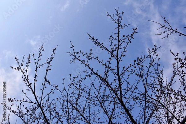 Obraz 葉が落ちた冬の木々、美しい樹形のシルエット