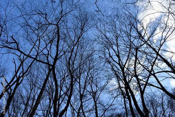 Obraz 葉が落ちた冬の木々、美しい樹形のシルエット