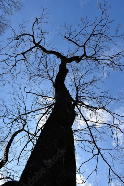 Obraz 葉が落ちた冬の木々、美しい樹形のシルエット