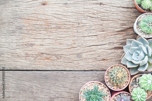 Obraz Flat lay gardening table with Cactus plants in pot and garden tools on grunge wooden table