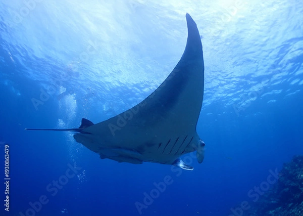 Obraz 沖縄・石垣島海底でマンタウォッチング