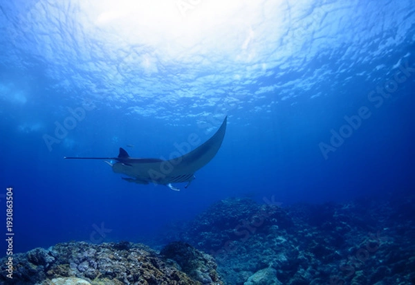 Obraz 沖縄・石垣島海底でマンタウォッチング