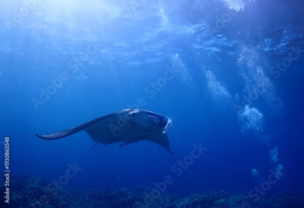 Obraz 沖縄・石垣島海底でマンタウォッチング