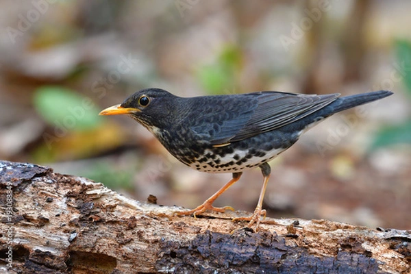 Obraz Japanese Thrush Bird