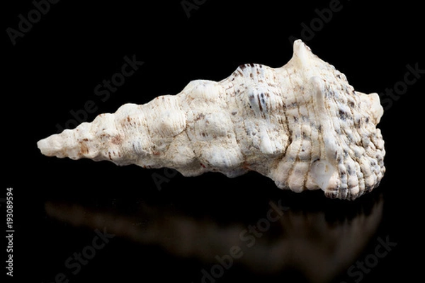 Obraz Seashell isolated on a black background.