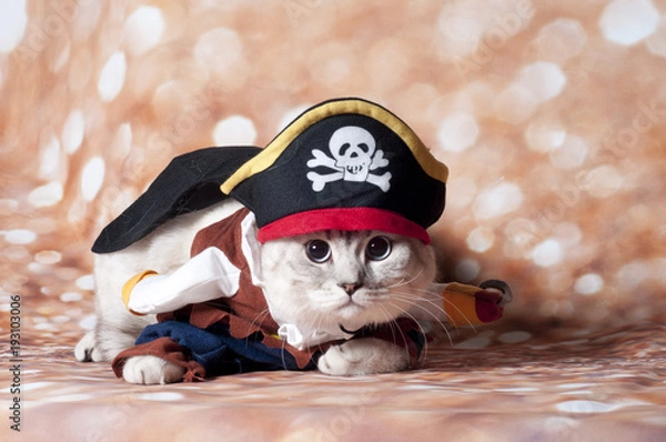 Fototapeta pirat cat