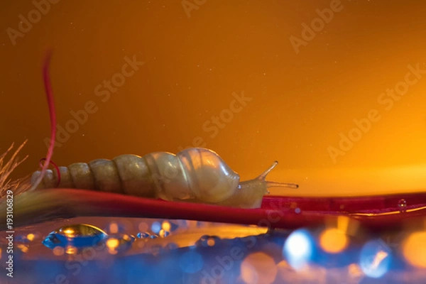 Obraz Snail on the petal