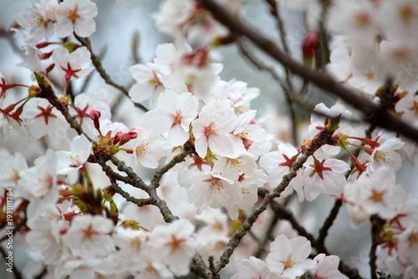 Obraz 曇り日にも美しい満開の桜