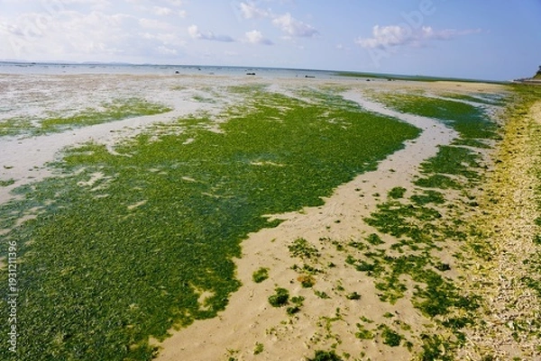 Obraz 沖縄　アーサ（ヒトエグサ）がたくさん生えたビーチ