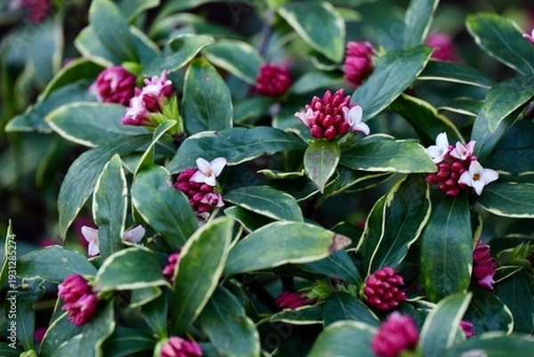 Obraz ジンチョウゲの花