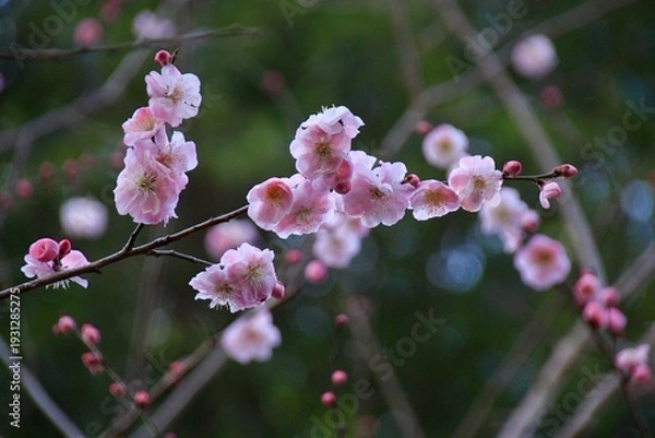 Obraz 森の中で咲くピンクの梅の花