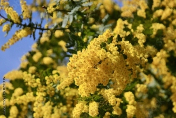 Obraz 青空と満開のミモザアカシア
