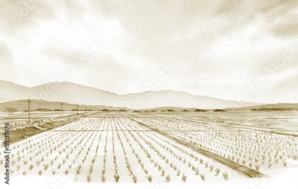 Fototapeta セピア色の水田の風景
