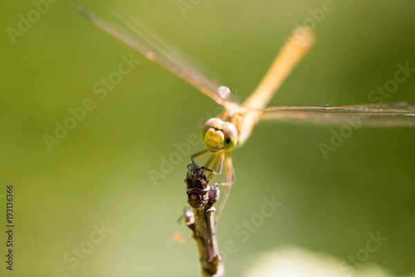 Fototapeta Dragonfly on a branch in the open air