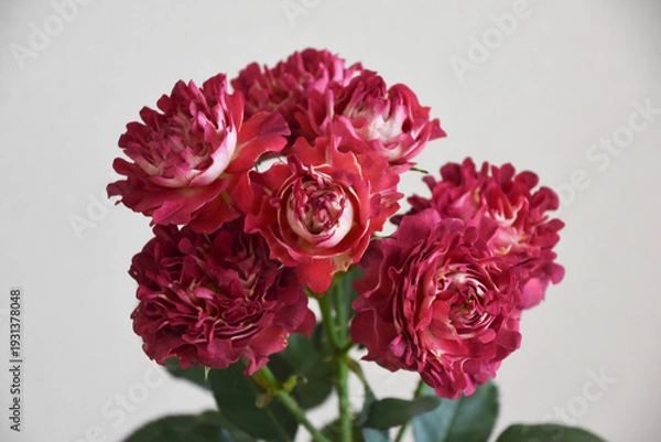 Fototapeta 紅華美