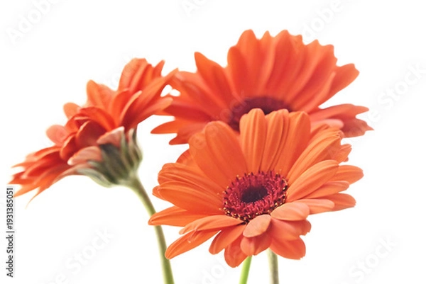 Obraz オレンジ色のガーベラ