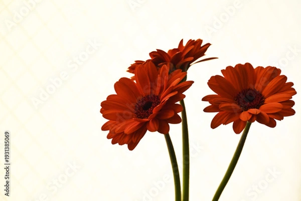 Obraz オレンジ色のガーベラ