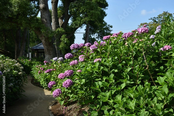 Obraz 藤森神社　紫陽花苑のアジサイ(京都市伏見区)