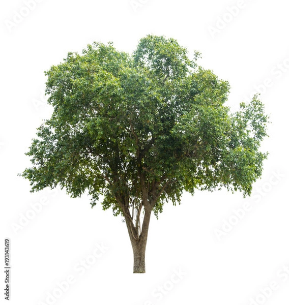 Fototapeta Tree isolate on white background