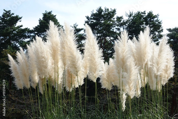 Obraz 風に揺れるパンパスグラフ_789