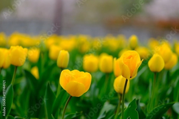 Obraz チューリップ