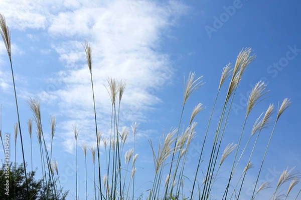 Obraz 秋空とススキ2_785