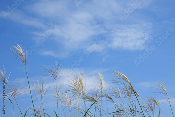 Obraz 秋空とススキ_784
