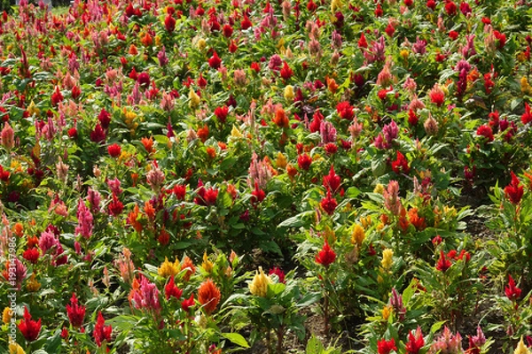 Obraz ケイトウの花畑2_791