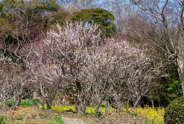 Obraz 春の訪れ・梅の花と菜の花