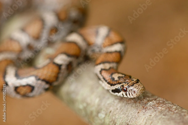 Obraz Eastern Milksnake