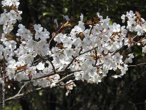 Obraz 朗らかな乱入者